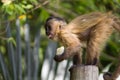 Baby nail monkey cub eating banana