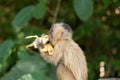 Baby nail monkey eating banana