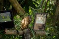 Baby nail monkey on lamp post Royalty Free Stock Photo