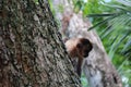 Baby nail monkey, on top of a tree