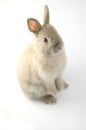 Baby of Netherland dwarf rabbit Royalty Free Stock Photo