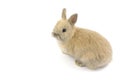 Baby of Netherland dwarf rabbit Royalty Free Stock Photo