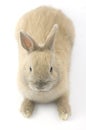 Baby of Netherland dwarf rabbit