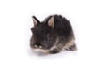 Baby netherland dwarf rabbit on white background