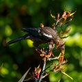 A baby New Zealand Tui feeding on flax flower nectar and in so doing fertilising the flax flower Royalty Free Stock Photo