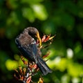 A baby New Zealand Tui feeding on flax flower nectar and in so doing fertilising the flax flower Royalty Free Stock Photo