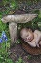 Baby newborn elf sleeping under a mushroom with fairies in wonderland