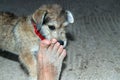 Newborn puppy dog smelling man feet