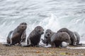 Baby newborn sea lion on the beach Royalty Free Stock Photo