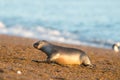 Baby newborn sea lion on the beach in Patagonia Royalty Free Stock Photo