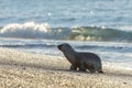 Baby newborn sea lion on the beach in Patagonia Royalty Free Stock Photo