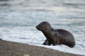 Baby newborn sea lion on the beach in Patagonia Royalty Free Stock Photo