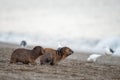 Baby newborn sea lion on the beach in Patagonia Royalty Free Stock Photo