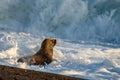 Baby newborn sea lion on the beach in Patagonia Royalty Free Stock Photo