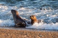 Baby newborn sea lion on the beach in Patagonia Royalty Free Stock Photo