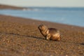 Baby newborn sea lion on the beach in Patagonia Royalty Free Stock Photo