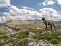 Baby newborn sheep portrait relaxing on dolomites mountains background Royalty Free Stock Photo