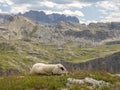 Baby newborn sheep portrait relaxing on dolomites mountains background Royalty Free Stock Photo