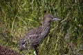 Immature Night Heron in Tall Grass of Malibu, California wetlands sanctuary Royalty Free Stock Photo