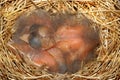 Baby Northern Cardinals