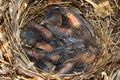 Baby Northern Cardinals