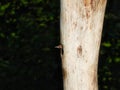 A Baby Northern Flicker Woodpecker Bird Pokes Its Head of the Nest in a Hole of a Dead Tree