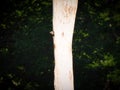 A Baby Northern Flicker Woodpecker Bird Pokes Its Head of the Nest in a Hole of a Dead Tree