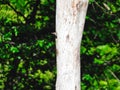 A Baby Northern Flicker Woodpecker Bird Pokes Its Head of the Nest in a Hole of a Dead Tree