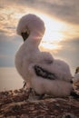 Baby Northern Gannet in wild nature