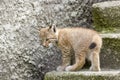 A cub of the northern lynx, is played on the steps, an abandoned building in Siberia Royalty Free Stock Photo