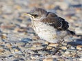 Baby Northern Mockingbird on Road Royalty Free Stock Photo