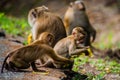 Baby Northern Pig-tailed Macaque eating fruits. Animal.