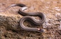Northern Red Belly Snake Crawling On A Rock