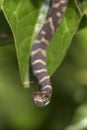 Baby Northern Water Snake hanging from a buttonbush branch