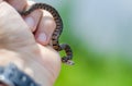 Baby Northern Watersnake in Hand