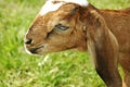 Baby Nubian goat face and ears Royalty Free Stock Photo