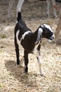 Baby Nubian Goat Kid Royalty Free Stock Photo