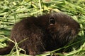 Baby nutria Royalty Free Stock Photo