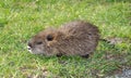 Baby nutria Royalty Free Stock Photo