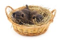 Baby nutria in the basket Royalty Free Stock Photo