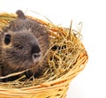 Baby nutria in the basket Royalty Free Stock Photo