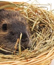 Baby nutria in the basket Royalty Free Stock Photo