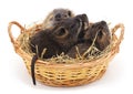 Baby nutria in the basket. Royalty Free Stock Photo