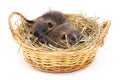 Baby nutria in the basket. Royalty Free Stock Photo