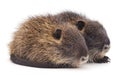 Baby nutria. Royalty Free Stock Photo
