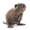Baby nutria. Royalty Free Stock Photo