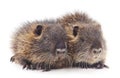 Baby nutria. Royalty Free Stock Photo