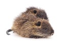 Baby nutria. Royalty Free Stock Photo