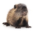 Baby nutria. Royalty Free Stock Photo