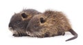 Baby nutria. Royalty Free Stock Photo